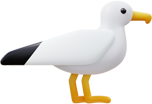 Seagull
